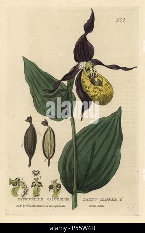 Lady's Slipper orchid, Cypripedium calceolus. La gravure sur cuivre coloriée par Charles Mathews, d'un dessin par Isaac Russell de William Baxter's 'british' 1834 Phaenogamous la botanique. Scotsman William Baxter (1788-1871) a été le conservateur du jardin botanique d'Oxford de 1813 à 1854. Banque D'Images