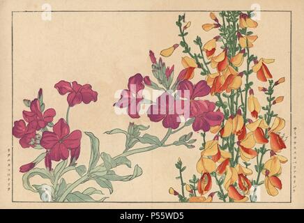 Balai commun, Cytisus scoparius, et Rose campion, Lychnis coronaria. Gravure sur bois coloriée de Konan Tanigami eiyou Sokazufu "' (album illustré de plantes et fleurs de l'Ouest : le printemps), Unsodo, Kyoto, 1917. Tanigami (1879-1928) décrit 125 variétés de plantes de jardin à travers les saisons. Banque D'Images