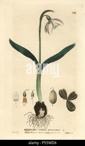 Snowdrop, Galanthus nivalis. Coloriée à la gravure sur cuivre d'après un dessin de Isaac Russell de William Baxter's 'british' 1834 Phaenogamous la botanique. Scotsman William Baxter (1788-1871) a été le conservateur du jardin botanique d'Oxford de 1813 à 1854. Banque D'Images