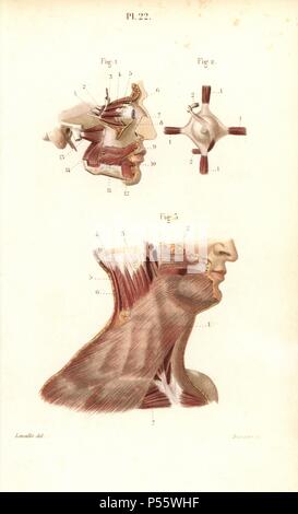 Visage, des yeux et des muscles du cou. Gravure sur acier par Davesne coloriée d'un dessin par Leveille du Dr Joseph Nicolas Masse's 'Petit Atlas complet d'Anatomie descriptive du corps humain", Paris, 1864, publié par Mequignon-Marvis. Masse 'Pocket l'anatomie du corps humain' a été publié pour la première fois en 1848 et a connu plusieurs éditions. Banque D'Images