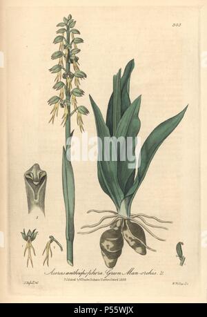 Homme vert orchis, Aceras anthropophora. Taille-douce coloriée gravée par W. Willis de un dessin par Isaac Russell de William Baxter's 'british' Phaenogamous la botanique, Oxford, 1838. Scotsman William Baxter (1788-1871) a été le conservateur du jardin botanique d'Oxford de 1813 à 1854. Banque D'Images