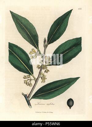 Fleur jaune feuilles de patate douce et de Berry, Laurus nobilis. Coloriée à la gravure sur cuivre à partir d'une illustration botanique par James Sowerby de William Woodville et Sir William Jackson Hooker's 'Medical Botanique' 1832. L'infatigable Sowerby (1757-1822) a attiré plus de 2 500 plantes pour Smith's mammoth 'English Botany' (1790-1814) et 440 pour les champignons de couleur de l'anglais 'Chiffres Champignons ' (1797) parmi beaucoup d'autres travaux. Banque D'Images