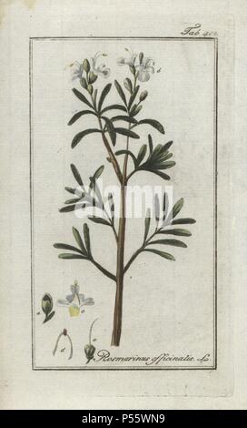 Le romarin, Rosmarinus officinalis. Gravure coloriée à la botanique sur cuivre de Johannes Zorn's 'Image Artseny-Gewassen', der Jan Christiaan Sepp, Amsterdam, 1796. Zorn publié pour la première fois son illustration botanique médicale à Nuremberg en 1780 avec 500 planches, et une édition néerlandaise publié par J.C. Sepp avec 100 autres ont suivi des plaques en 1796. Zorn (1739-1799) était un pharmacien et botaniste allemand qui a perçu plantes médicales de toute l'Europe pour son 'icones plantarum medicinalium' pour les apothicaires et médecins. Banque D'Images