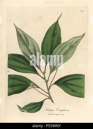 Camphrier feuilles et fleurs, Cinnamomum camphora, Laurus camphora, Camphorwood ou camphre laurel. Coloriée à la gravure sur cuivre à partir d'une illustration botanique par James Sowerby de William Woodville et Sir William Jackson Hooker's 'Medical Botanique' 1832. L'infatigable Sowerby (1757-1822) a attiré plus de 2 500 plantes pour Smith's mammoth 'English Botany' (1790-1814) et 440 pour les champignons de couleur de l'anglais 'Chiffres Champignons ' (1797) parmi beaucoup d'autres travaux. Banque D'Images