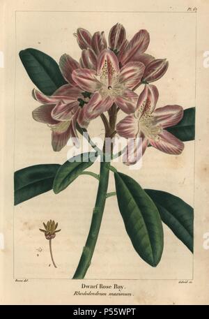 Les feuilles, fleurs, graines et semences d'navire nain rose bay ou mountain laurel tree, Rhododendrum maximum. Gravure coloriée à crépi d'une illustration botanique par Pancrace Bessa, gravé sur cuivre par Gabriel, de François André Michaux's 'North American Sylva, Philadelphie, 1857'. Le botaniste français Michaux (1770-1855) a exploré et le Canada en 1785 le catalogage de ses arbres indigènes. Banque D'Images