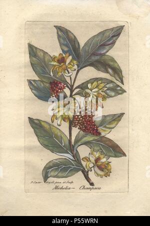 Le Michelia champaca ou raisin orange tree est un arbre à feuilles persistantes de la famille magnolia commun à l'Asie du sud. Elle est cultivée pour ses fleurs parfumées jaune et blanc. Le nom de Pietro Antonio Michele (16791737), un botaniste italien. . . La gravure sur cuivre coloriée par Majoli de John Hill's "décennie de curieux et élégant des arbres et des plantes" (1786). Il avait d'abord été publié à Londres en 1773. La nouvelle édition a 10 plaques botaniques colorés à la main par P. Maioli (Majoli) gravée par Giuseppe Bianchi et décrit des plantes inhabituelles telles que la sarracénie carnivores et Venus flytraps pour Banque D'Images