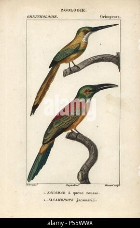 Bruant à queue Galbula ruficauda, jacamar, et grande, jacamar Jacamerops aureus. Gravure sur cuivre coloriée à crépi de Dumont de Sainte-Croix's 'Dictionary of Natural Science : ornithologie,' Paris, France, 1816-1830. Illustration par J. G. Pretre, gravés par Massard, réalisé par Pierre Jean François Turpin, et publié par F.G. Levrault. Jean Gabriel Pretre (17801845) était peintre d'histoire naturelle à l'Impératrice Joséphine's zoo et plus tard est devenu artiste pour le Musée d'Histoire Naturelle. Turpin (1775-1840) est considéré comme l'un des plus grands illustrateurs botaniques français du 19e siècle. Banque D'Images