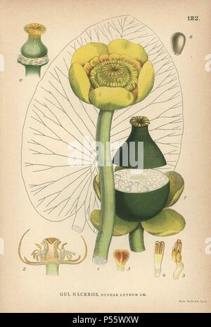 Nénuphar jaune, Nuphar lutea. Chromolithographie de Carl Lindman's 'Bilder ur Nordens Flora' (Photos de la Flore du Nord), Stockholm, Wahlström & Widstrand, 1905. Lindman (1856-1928) était professeur de botanique à la Swedish Museum of Natural History (Naturhistoriska Riksmuseet). L'chromolithographs étaient fondées sur l'Palmstruch Johan Wilhelm 'Svensk botanik' (1802-1843). Banque D'Images