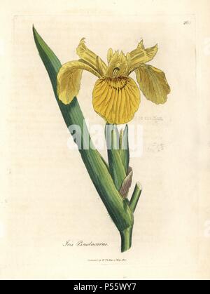 Pavillon de l'eau jaune, Iris pseudocorus. Coloriée à la gravure sur cuivre à partir d'une illustration botanique par James Sowerby de William Woodville et Sir William Jackson Hooker's 'Medical Botanique' 1832. L'infatigable Sowerby (1757-1822) a attiré plus de 2 500 plantes pour Smith's mammoth 'English Botany' (1790-1814) et 440 pour les champignons de couleur de l'anglais 'Chiffres Champignons ' (1797) parmi beaucoup d'autres travaux. Banque D'Images