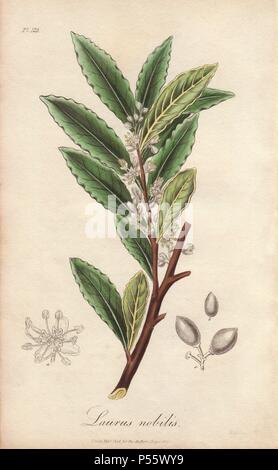 Laurier, Rose Bay, Laurus nobilis. La gravure sur cuivre coloriée après une illustration par G. Reid de James Morss Churchill et John Stephenson's 'Medical Botanique' (1829). Banque D'Images