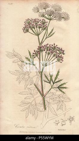 Cicuta virosa, Cowbane. Coloriée illustration botanique dessiné et gravé sur acier par John Stephenson de Weddell et James Morss Churchill's 'Medical botanique : ou illustrations et descriptions des plantes médicinales de l'Edimbourg, Londres, Dublin et pharmacopées," John Churchill, Londres, 1831. Banque D'Images