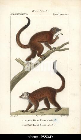 Lémurien à tête blanche, l'Eulemur albifrons, homme (haut) et femelle (en bas). Vulnérables. Gravure sur cuivre coloriée à crépi de Frédéric Cuvier's 'Dictionary of Natural Science : Mammifères,' Paris, France, 1816. Illustration par J. G. Pretre, gravée par Guyard, réalisé par Pierre Jean François Turpin, et publié par F.G. Levrault. Jean Gabriel Pretre (17801845) était peintre d'histoire naturelle à l'Impératrice Joséphine's zoo et plus tard est devenu artiste pour le Musée d'Histoire Naturelle. Turpin (1775-1840) est considéré comme l'un des plus grands illustrateurs botaniques français du 19e siècle. Banque D'Images