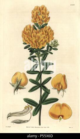 Shaggy commun pois, Oxylobium ellipticum. Illustration dessinée par William Jackson Hooker, gravée par Swan. Coloriée à la gravure sur cuivre de William Curtis's Botanical Magazine, "l', 1833 Samuel Curtis. Hooker (1785-1865) était un botaniste, écrivain et artiste. Il était professeur de botanique à l'Université de Glasgow, et éditeur de Curtis' 'Botanical Magazine" de 1827 à 1865. En 1841, il est nommé directeur des Jardins botaniques royaux de Kew, et fut remplacé par son fils Joseph Dalton. Hooker a documenté les orchidées et fougères craquelure qui ont secoué l'Angleterre au milieu du 19e siècle en boo Banque D'Images