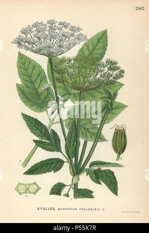 Sol ancien, Herb Gerard ou goutweed, Aegopodium podagraria. Chromolithographie de Carl Lindman's 'Bilder ur Nordens Flora' (Photos de la Flore du Nord), Stockholm, Wahlström & Widstrand, 1905. Lindman (1856-1928) était professeur de botanique à la Swedish Museum of Natural History (Naturhistoriska Riksmuseet). L'chromolithographs étaient fondées sur l'Palmstruch Johan Wilhelm 'Svensk botanik' (1802-1843). Banque D'Images