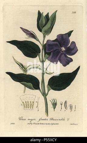 Une plus grande pervenche, Vinca major. La gravure sur cuivre coloriée par Charles Mathews, d'un dessin par Isaac Russell de William Baxter's 'british' 1835 Phaenogamous la botanique. Scotsman William Baxter (1788-1871) a été le conservateur du jardin botanique d'Oxford de 1813 à 1854. Banque D'Images