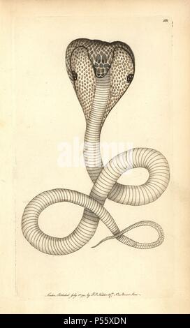 Cobra indien, Naja naja. Illustration signée (George Shaw et Frederick Nodder).. Coloriée à la gravure sur cuivre de George Shaw et Frederick Nodder's 'Le Naturalist's Miscellany' 1794.. Sciences Nodder Frederick (17511801 ?) était un artiste et graveur d'histoire naturelle. Nodder peaufine son travail de rédaction sur le capitaine Cook et Joseph Banks' Florilegium et gravure de Parkinson Sydney Australie croquis de plantes. Il a été fait "peintre botanique à Sa Majesté la Reine Charlotte' en 1785. Nodder a également appelé l'études botaniques dans Thomas Martyn's Flora Rustica (1792) et 38 plaques (1799) Banque D'Images