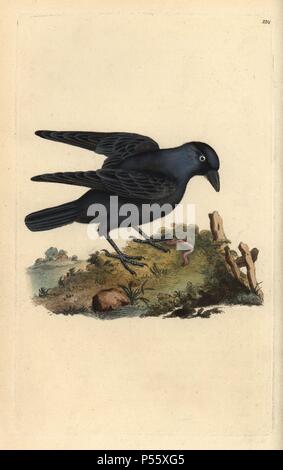 Choucas, Corvus monedula, avec ver. Dessiné et gravé sur cuivre coloriée par Edward Donovan de sa propre "Histoire naturelle des oiseaux britanniques' (1794-1819). Edward Donovan (1768-1837) était un zoologiste amateur, auteur, artiste et graveur. Il a écrit et illustré une série de volumes sur les oiseaux, poissons, coquillages et d'insectes, a ouvert son propre musée d'histoire naturelle de Londres, mais plus tard, il est tombé bien bas et est mort sans le sou. Banque D'Images