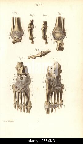 Les os du pied et de la cheville. Gravure coloriée par Corbie d'un dessin de Corbie de Dr. Joseph Nicolas Masse's 'Petit Atlas complet d'Anatomie descriptive du corps humain", Paris, 1864, publié par Mequignon-Marvis. Masse 'Pocket l'anatomie du corps humain' a été publié pour la première fois en 1848 et a connu plusieurs éditions. Banque D'Images