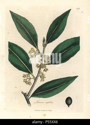 Fleur jaune feuilles de patate douce et de Berry, Laurus nobilis. Coloriée à la gravure sur cuivre à partir d'une illustration botanique par James Sowerby de William Woodville et Sir William Jackson Hooker's 'Medical Botanique' 1832. L'infatigable Sowerby (1757-1822) a attiré plus de 2 500 plantes pour Smith's mammoth 'English Botany' (1790-1814) et 440 pour les champignons de couleur de l'anglais 'Chiffres Champignons ' (1797) parmi beaucoup d'autres travaux. Banque D'Images