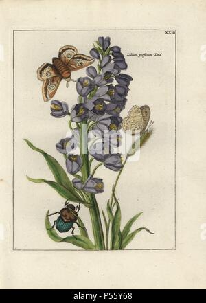 Persian cloches, Fritillaria persica, avec papillon, papillon et coccinelle. Gravure sur cuivre coloriée de botanique 'Nederlandsch Bloemwerk" (Dutch Flower Arrangements), Amsterdam, J.B. Elwe, 1794. Illustration copiés à partir d'un travail par l'un des grands peintres de fleurs français du 17ème siècle, Nicolas Robert (1614-1685), intitulée "variae ac multiformes florum espèces.. Diverses fleurs,' Paris, 1660. Banque D'Images