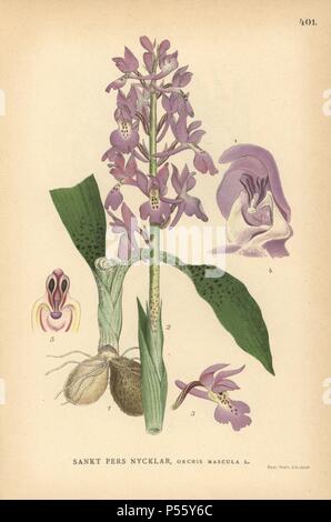 Début de l'orchidée pourpre, Orchis mascula. Chromolithographie de Carl Lindman's 'Bilder ur Nordens Flora' (Photos de la Flore du Nord), Stockholm, Wahlstrom & Widstrand, 1905. Lindman (1856-1928) était professeur de botanique à la Swedish Museum of Natural History (Naturhistoriska Riksmuseet). L'chromolithographs étaient fondées sur l'Palmstruch Johan Wilhelm 'Svensk botanik', 1802-1843. Banque D'Images