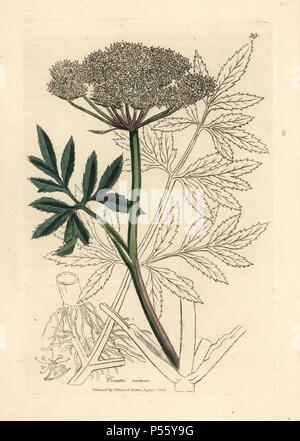 Fleurs blanches, Cicuta virosa cicutaire. Coloriée à la gravure sur cuivre à partir d'une illustration botanique par James Sowerby de William Woodville et Sir William Jackson Hooker's 'Medical Botanique' 1832. L'infatigable Sowerby (1757-1822) a attiré plus de 2 500 plantes pour Smith's mammoth 'English Botany' (1790-1814) et 440 pour les champignons de couleur de l'anglais 'Chiffres Champignons ' (1797) parmi beaucoup d'autres travaux. Banque D'Images