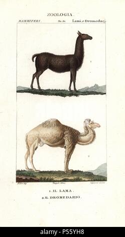 Le lama, Lama glama, et dromadaire, Camelus dromedarius. Gravure sur cuivre coloriée à crépi de Jussieu's 'Dictionary of Natural Science", Florence, Italie, 1837. Illustration par J. G. Pretre, gravée par Cignozzi, réalisé par Pierre Jean François Turpin, et publié par Batelli e Figli. Jean Gabriel Pretre (17801845) était peintre d'histoire naturelle à l'Impératrice Joséphine's zoo et plus tard est devenu artiste pour le Musée d'Histoire Naturelle. Turpin (1775-1840) est considéré comme l'un des plus grands illustrateurs botaniques français du 19e siècle. Banque D'Images