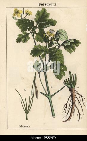 Celandine montrant fleurs jaunes et racines.. . Chromolithographie de 'l'instructive Picturebook, ou les leçons de du monde végétal,' [Charlotte Marie] Yonge, Édimbourg, 1858. Banque D'Images