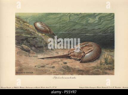 L'Atlantique limule (Limulus polyphemus) est un arthropode chelicerate marine. . . Illustration en couleur par Heinrich Harder de 'Tiere der Urwelt" les animaux du monde préhistorique, 1916, Hambourg. Heinrich Harder (1858-1935) était un peintre paysagiste allemand et illustrateur de livres. À partir d'une série de cartes de créature préhistorique publié par la société Cacao Reichardt. L'historien Wilhelm Bolsche naturel a écrit le texte descriptif. Banque D'Images