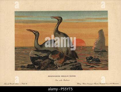 Hesperornis regalis, espèce de voler les oiseaux aquatiques qui vivait dans la période du Crétacé. Impression couleur (chromolithographie) illustration par F. John de 'Tiere der Urwelt" les animaux du monde préhistorique, 1910, Hambourg. À partir d'une série de cartes de créature préhistorique publié par la société Cacao Reichardt. Banque D'Images