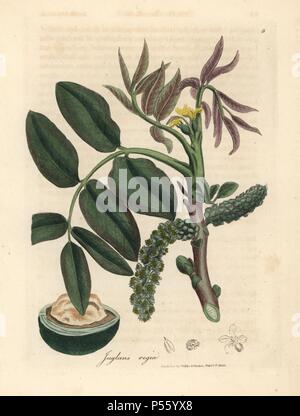 Les feuilles, fleur jaune, et l'écrou de la noyer commun, Juglans regia. Coloriée à la gravure sur cuivre à partir d'une illustration botanique par James Sowerby de William Woodville et Sir William Jackson Hooker's 'Medical Botanique' 1832. L'infatigable Sowerby (1757-1822) a attiré plus de 2 500 plantes pour Smith's mammoth 'English Botany' (1790-1814) et 440 pour les champignons de couleur de l'anglais 'Chiffres Champignons ' (1797) parmi beaucoup d'autres travaux. Banque D'Images