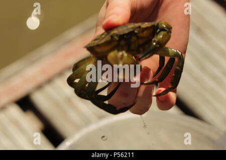 Découvrir la faune - Un crabiers sur une nature trek montrant le photographe un seul Crabe commun (Carcinus maenas). Banque D'Images