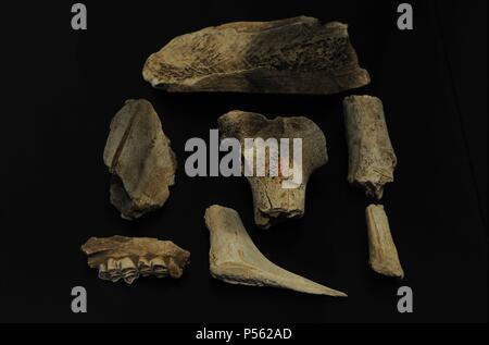 Outils de silex et des os d'animaux. Réalisée par l'Homo sapiens (Cro-Magnon). Paléolithique supérieur. Musée national du Danemark. Copenhague. Le Danemark. Banque D'Images