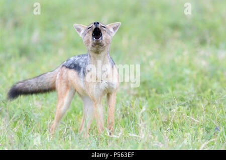 Le chacal à dos noir (Canis mesomelas) debout sur la savane, correspondant, le cratère du Ngorongoro, Tanzania Banque D'Images