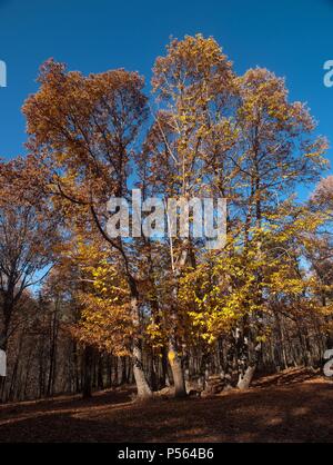 CASTAÑAR EN OTOÑO. RESERVA NATURAL DEL VALLE DE IRUELAS. EL TIEMBLO. Provincia de Avila. Castille-león. España. Banque D'Images