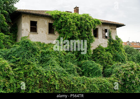 De plus en plus de lierre à feuilles persistantes sur mur de brique de l'ancienne maison. Banque D'Images