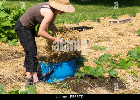 Farmer looking ligne courgettes avec de la paille dans le jardin Banque D'Images