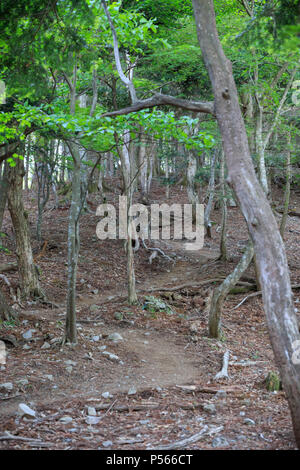 Courbant chemin de terre jusqu'à la colline à travers les bois naturel Banque D'Images