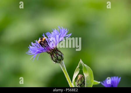 Le Jardin d'un bourdon (Bombus Hortorum) se nourrissant d'un bleuet (Centaurea Montana Mountain). Banque D'Images