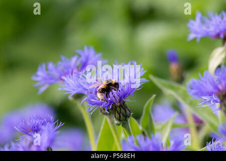 Le Jardin d'un bourdon (Bombus Hortorum) se nourrissant d'un bleuet (Centaurea Montana Mountain). Banque D'Images