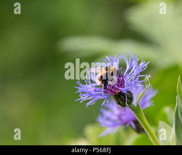 Le Jardin d'un bourdon (Bombus Hortorum) se nourrissant d'un bleuet (Centaurea Montana Mountain). Banque D'Images