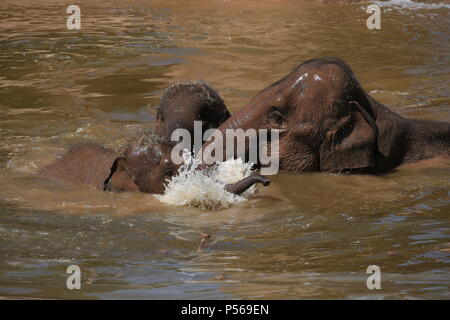 Les éléphants Aayu, Indali Sundara et utiliser la piscine pour se rafraîchir au Zoo de Chester. Banque D'Images