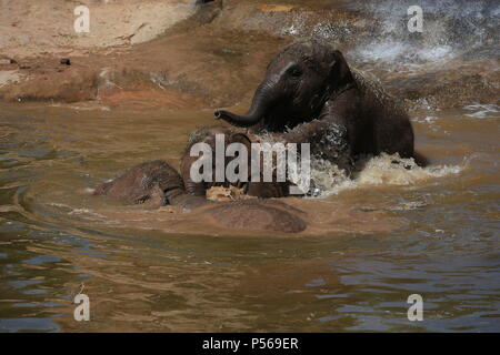 Les éléphants Aayu, Indali Sundara et utiliser la piscine pour se rafraîchir au Zoo de Chester. Banque D'Images