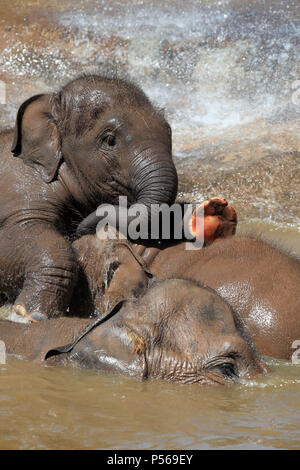 Les éléphants Aayu, Indali Sundara et utiliser la piscine pour se rafraîchir au Zoo de Chester. Banque D'Images