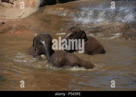 Les éléphants Aayu, Indali Sundara et utiliser la piscine pour se rafraîchir au Zoo de Chester. Banque D'Images