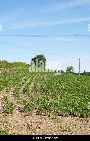 Plants de maïs dans un champ dans le Dorset Banque D'Images