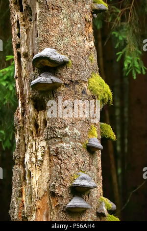 Champignon d'arbre, sabot champignon sur une épinette morte dans une forêt en Allemagne. Banque D'Images