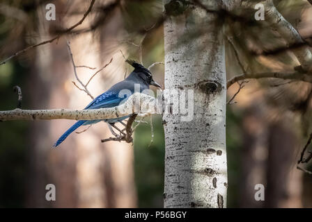 Stellar Geai bleu (Cyanocitta stelleri) dans la région de Woodland Park, Colorado Banque D'Images