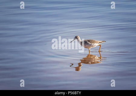 Grand Chevalier (Tringa melanoleuca) sur une rive du lac Banque D'Images