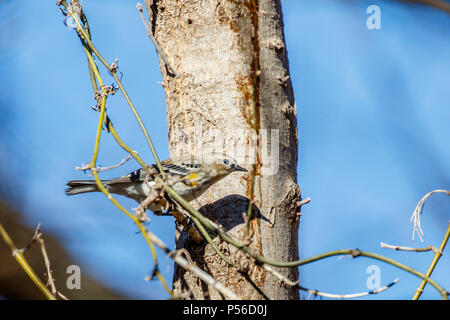 Yrllow Paruline à croupion jaune (Setophaga coronata) perché dans un arbre d'hiver. Banque D'Images
